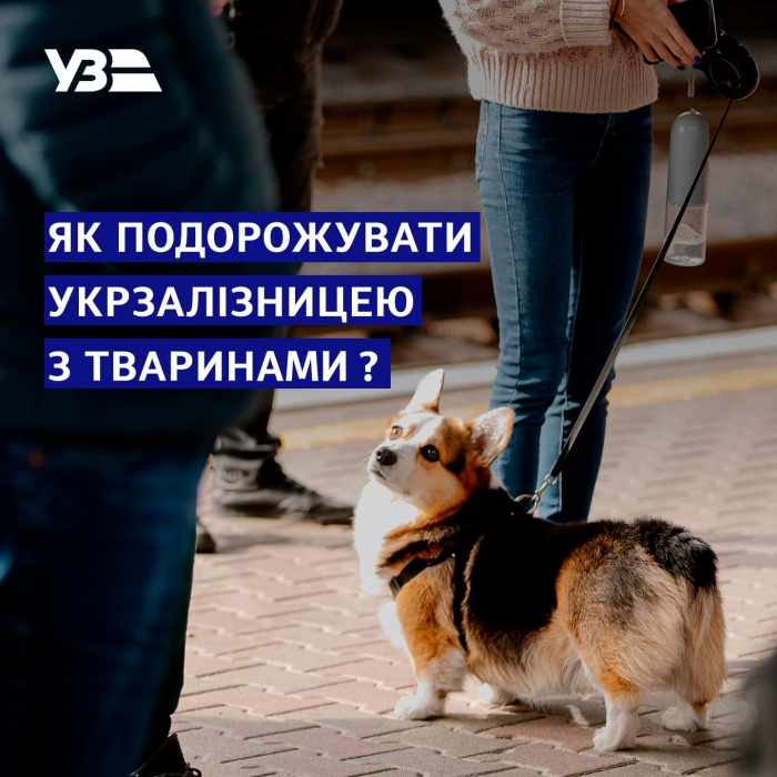 "Укрзалізниця" нагадала, як подорожувати потягами зі своїми домашніми улюбленцями