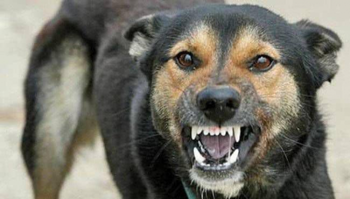 Увага! На Ужгородщині зафіксували випадки сказу у домашніх тварин