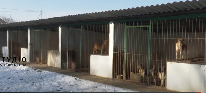 За період великої війни чисельність покинутих тварин переселенцями на Закарпатті зросла на 30% (ВІДЕО)