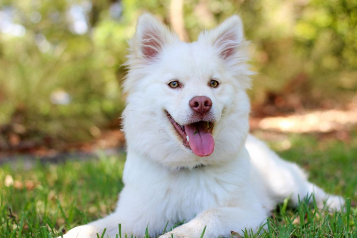 «Адвокат» для собак: чому це кращий засіб від бліх та кліщів