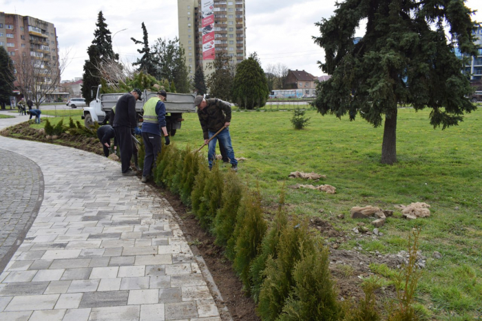 В Ужгороді на площі Богдана Хмельницького висаджують туї (ФОТО)