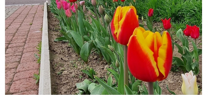 13 тисяч квітів: на Закарпатті квітне алея тюльпанів пам’яті полеглого Романа Жука (ФОТО)