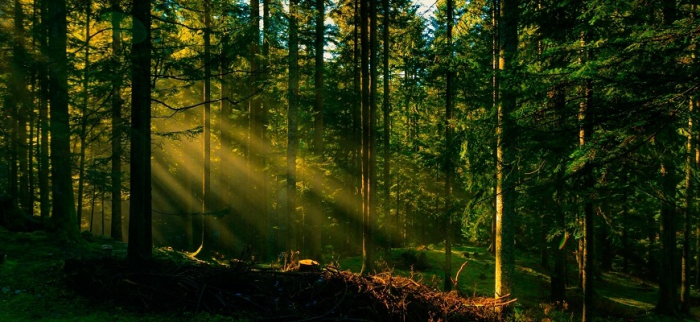 Закарпаття – у лідерах з природного відновлення лісів