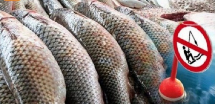 На Закарпатті вводять весняно-літню нерестову заборону вилову риби