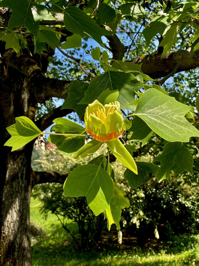 В Ужгороді починає квітнути тюльпанове дерево