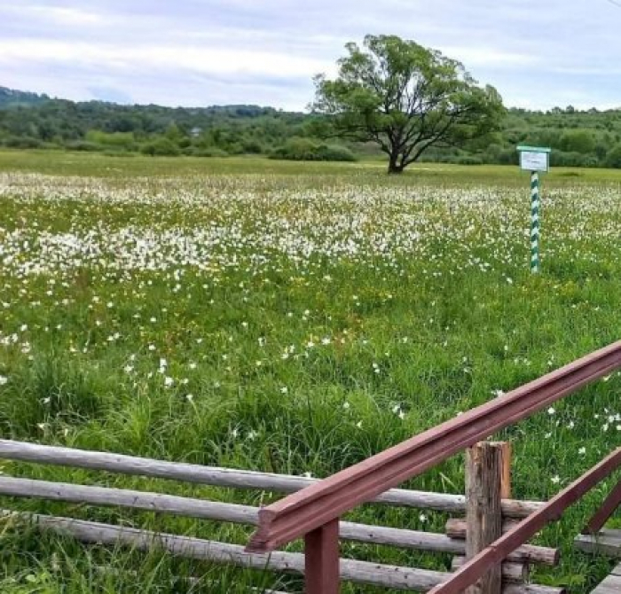 У Хусті провели екологічний форум «Золотий нарцис»