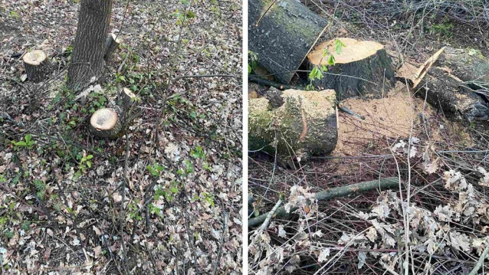 В Ужгороді незаконно зрубали 350 дерев