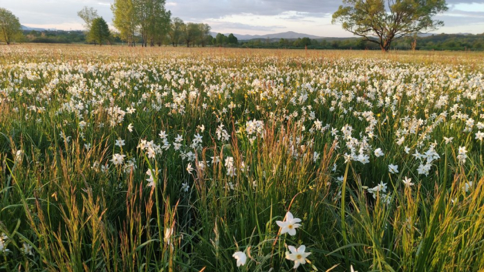 На Закарпатті зацвіла Долина нарцисів. Науковці проводять облік рослини та інших рідкісних видів