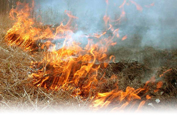 На Закарпатті з початку року зафіксували 106 випадків загоряння сухої трави