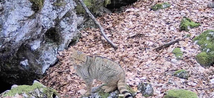 На Закарпатті фотопастки «впіймали» лісового кота (ВІДЕО)
