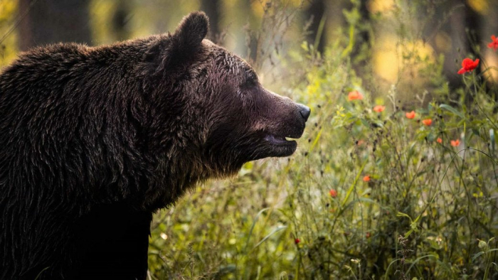 У Берегівському районі на Закарпатті закликають утриматися від походів у ліс через появу ведмедя