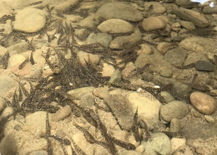 Закарпатську річку зарибили струмковою фореллю