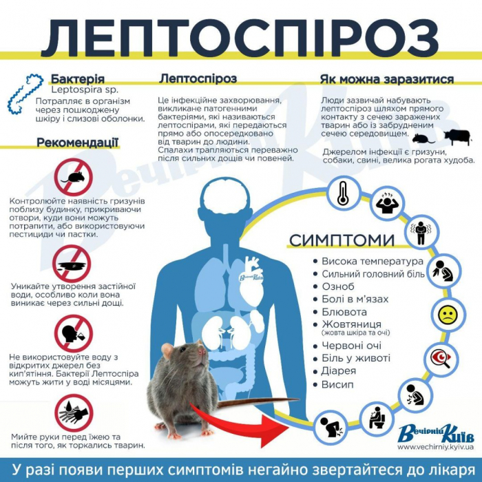 150 випадків захворювання на лептоспіроз зареєстрували минулого року на Закарпатті, 15 випадків – летальні