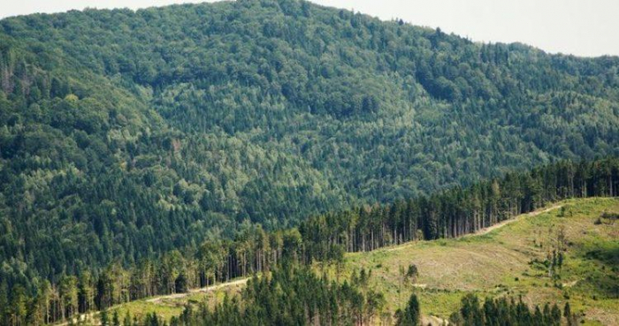 Як господарювали українські лісівники впродовж 2023 року
