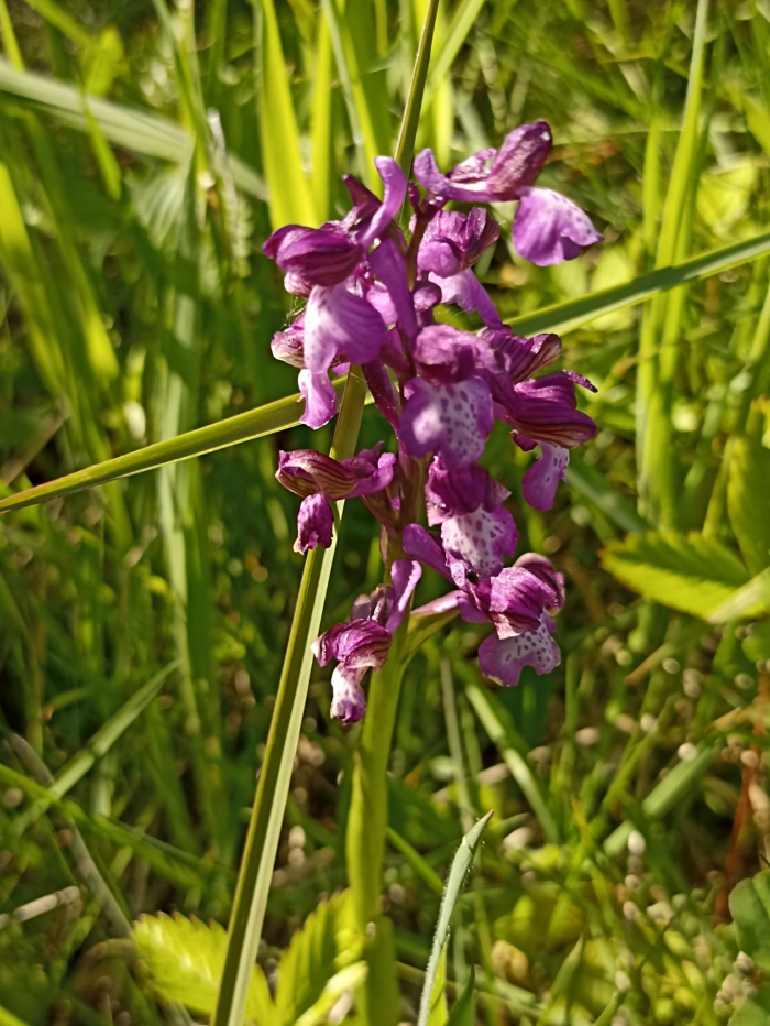 В Ужанському Нацпарку зростають 23 види орхідей