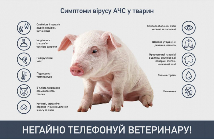 Закарпатцям нагадують про небезпечність африканської чуми свиней