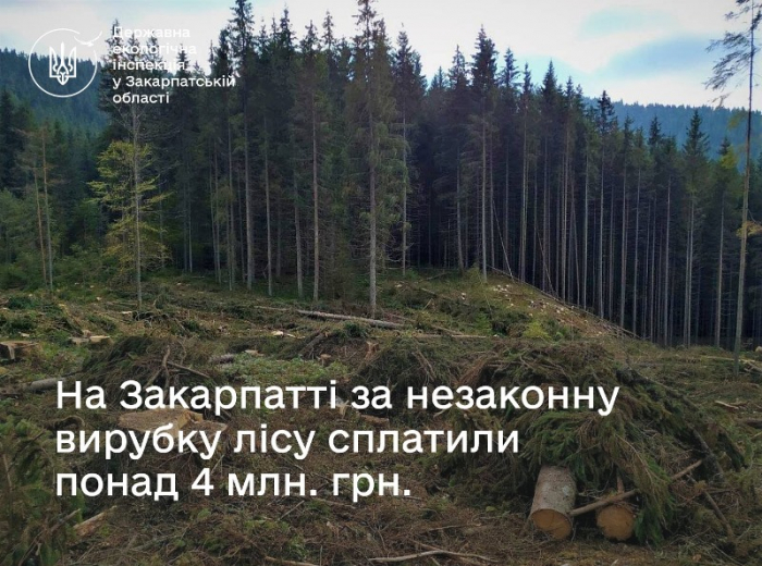 На Закарпатті за незаконну вирубку лісу сплатили понад 4 мільйони гривень