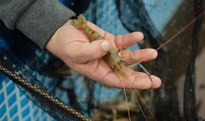 Ветеранська справа: як поблизу Мукачева вирощують креветку та африканського сомика