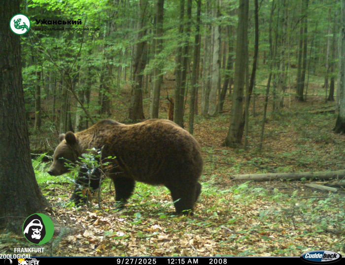 Фотопастки Ужанського нацпарку зафіксували бурих ведмедів
