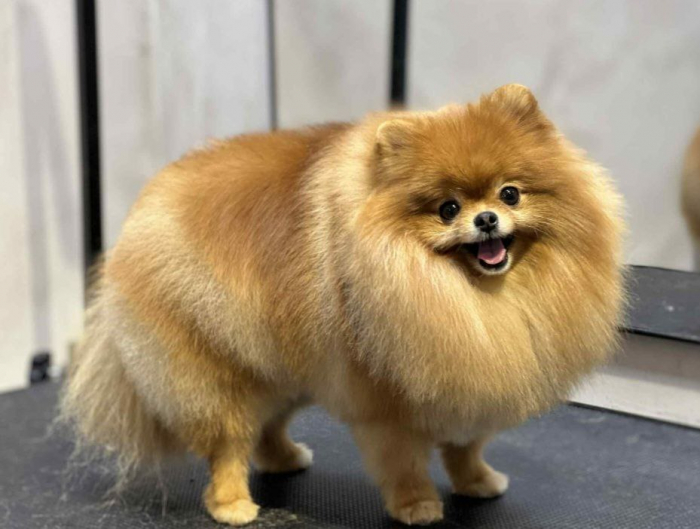 Не просто послуги, а справжня турбота: в Ужгороді відкриється новий салон догляду за домашніми улюбленцями