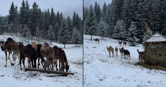 Зимова магія у «Синевирі»: верблюди у біопарку вперше побачили сніг 
