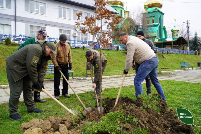 Лісівники висадили дуби у центрі селища Дубове на Закарпатті (ФОТО)