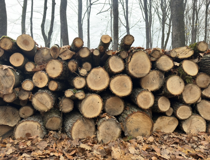 Лісівники Карпатської філії забезпечують паливними дровами населення і заклади соціальної сфери