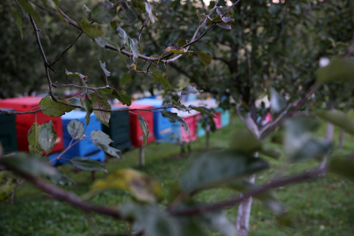 «Бджолині крильця» родини Ленделів: від селекції карпатської бджоли до порятунку пасічників з усієї України