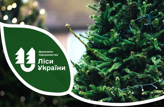 У шести лісництвах на Закарпатті можна придбати різдвяно-новорічні ялинки