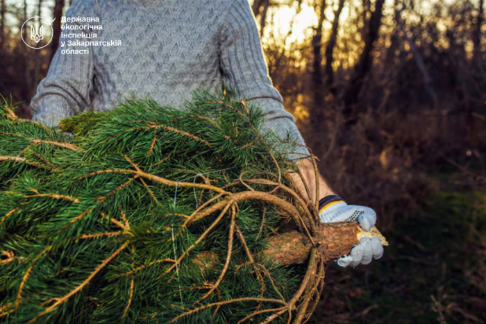 На Закарпатті стартували рейди з виявлення незаконно зрубаних ялинок