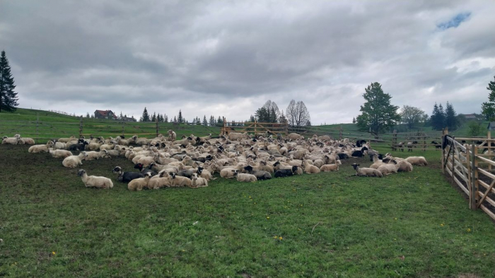 Свято Міри в Лазещині і шлях до відродження вівчарства: репортаж з полонин