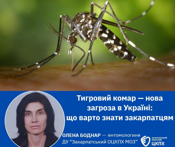 Тигровий комар — нова загроза в Україні: що варто знати закарпатцям?