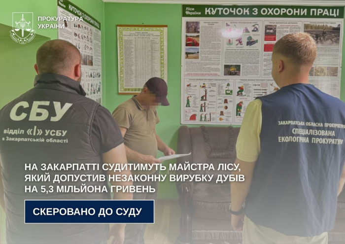 Судитимуть майстра Берегівського надлісництва, який допустив незаконну вирубку дубів на 5,3 мільйона гривень

