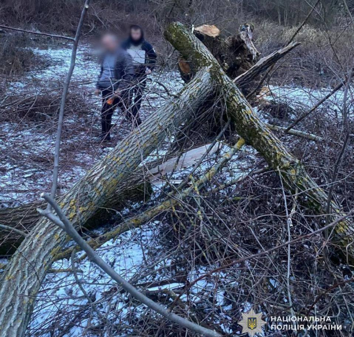 Поліція Мукачівщини розслідує загибель 8-річної дівчинки, на яку впало дерево