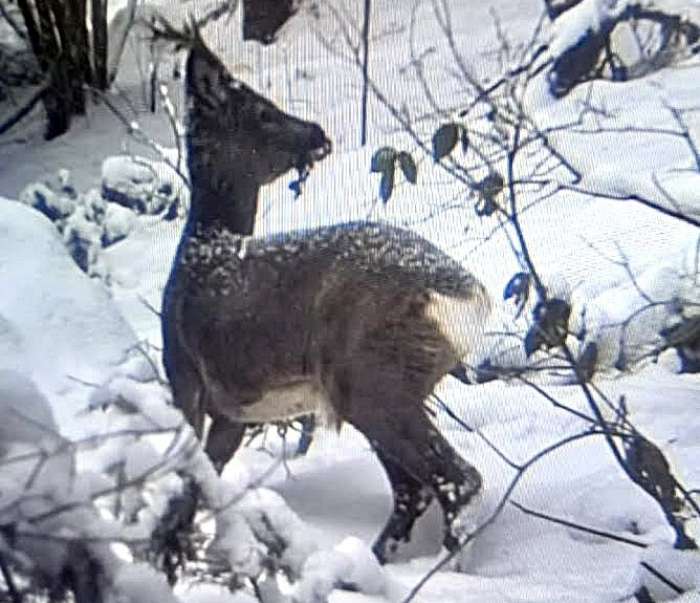 До прикордонників відділу "Богдан" Мукачівського загону на зимову «фотосесію» завітали косулі!