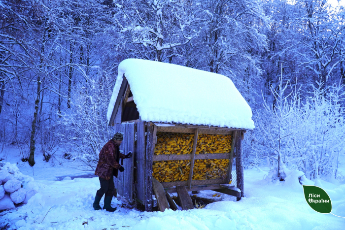 Морози не зупиняють турботу: як лісівники рятують диких тварин взимку на Закарпатті