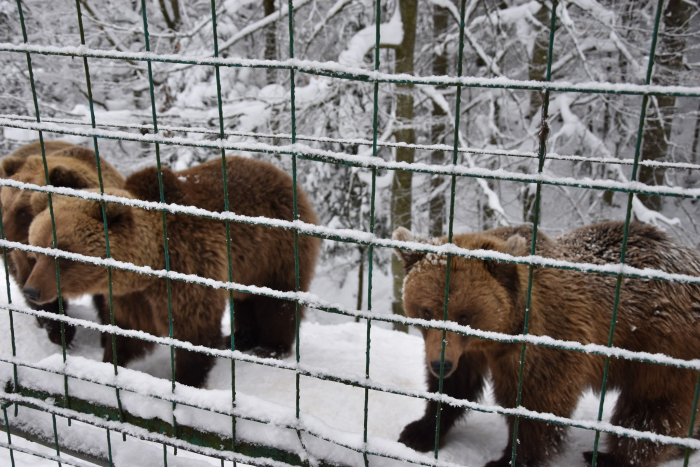 Зима збила з ритму: бурі ведмеді  у нацпарку «Синевир» прокидаються через погодні аномалії