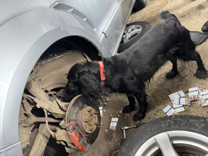 Собака викрила схованку: на кордоні з Угорщиною митники знайшли понад 1600 пачок сигарет