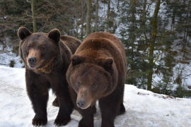 Весна наближається: у реабілітаційному центрі нацпарку «Синевир» прокидаються ведмеді