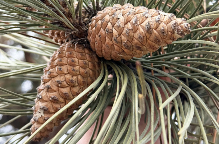 На Закарпатті триває зимова заготівля шишок для створення майбутніх лісів