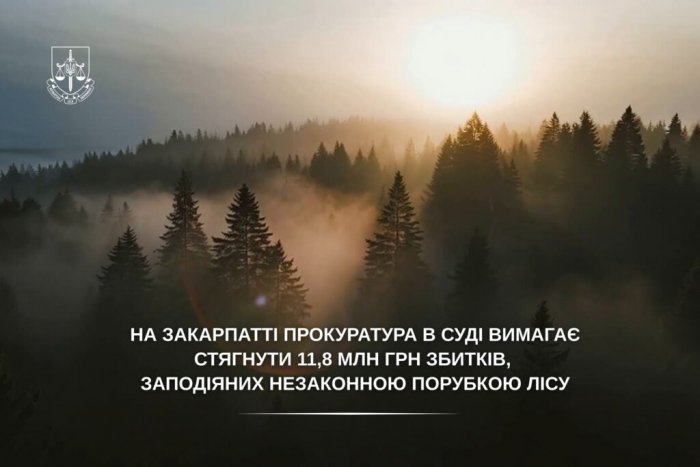 За незаконну порубку дерев прокуратура вимагає відшкодувати 11,8 млн грн 

