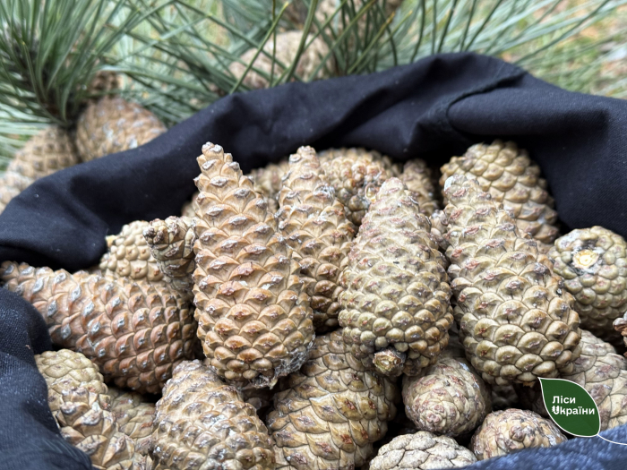 У Карпатському регіоні триває зимова заготівля шишок для створення майбутніх лісів