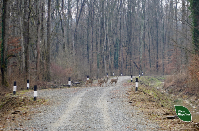 Кілометр за кілометром: як у Карпатському регіоні формують ефективну мережу лісових доріг