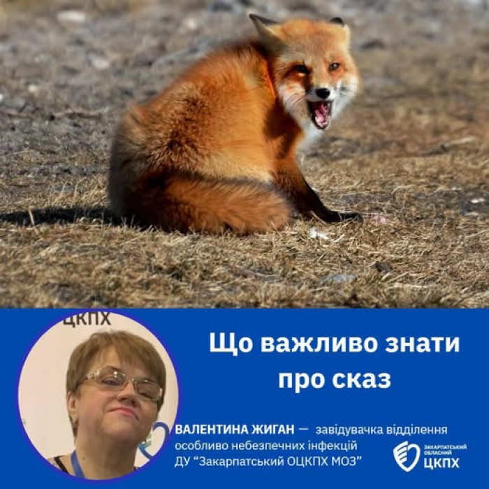 У 2026 році на Закарпатті вже зафіксовано 2 випадки сказу серед тварин