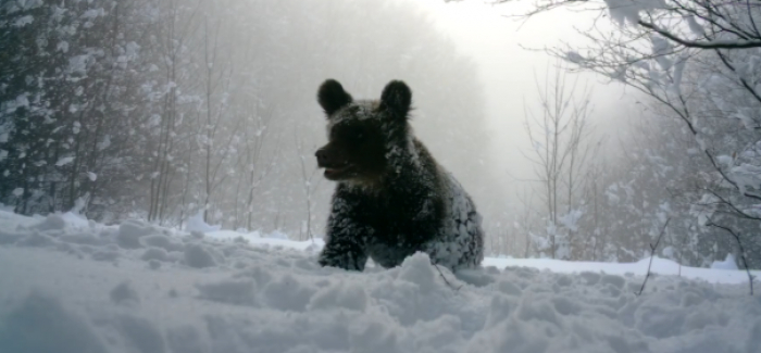 В Ужанському Нацпарку фотопастки зафіксували ведмедицю з малятами, які не сплять узимку