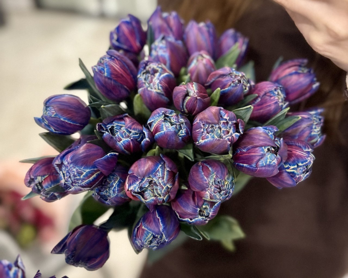 В Ужгороді можна купити рідкісні «космічні» тюльпани
