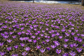 Провісники весни у Карпатах: у Нацпарку «Синевир» розквітають первоцвіти