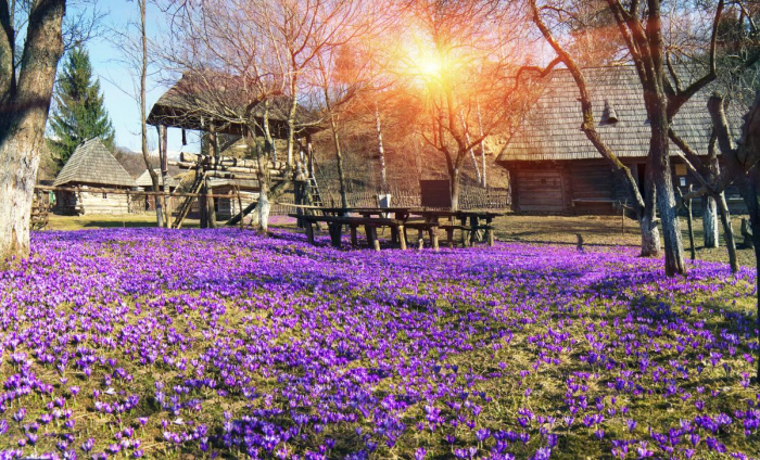 Колочава – це не лише крокуси: у чому унікальність одного з найкращих туристичних сіл світу