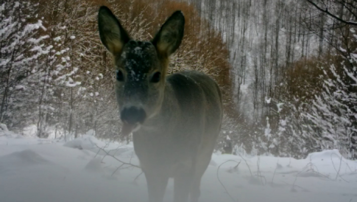 Сарна європейська серед засніжених Карпат: рідкісні кадри з фотопастки 