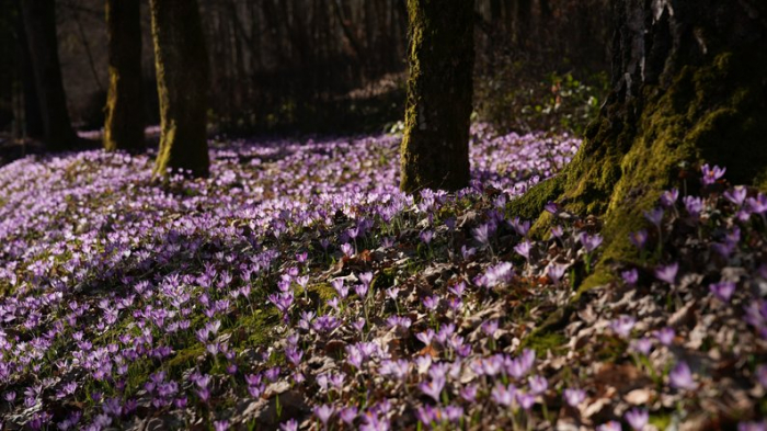 Цвітіння шафранів на Закарпатті
